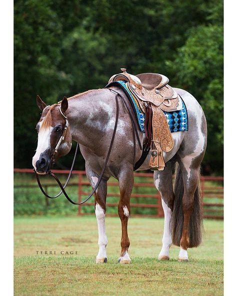 Roan Rock Star "Rocky"  #APHA #horsesofinstagram #horsecountry #equinephotographer #bestofequines #aphaproud #pictureperfectpaints #stallion #westernhorseman #paintsdoitbest #painthorse English Horses, Ranch Horses, Aqha Horses, Western Pleasure Horses, Cowboy Ranch, American Paint Horse, Paint Horses, Horse Pics, Horse Show Clothes