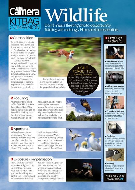 Photography Cheat Sheet: Essential Wildlife Photography Tips Bird Photography Tips, Photography Cheat Sheet, Wildlife Photography Tips, Photography Elements, Manual Photography, Wild Animals Photography, Photography Essentials, Nature Photography Tips, Photography Settings