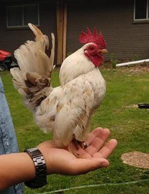 Pekin Chicken, Small Chicken Breeds, Serama Chicken, Pigeon Loft Design, Chickens For Sale, Chickens In The Winter, Chicken Coloring, Bantam Chickens, Fancy Chickens