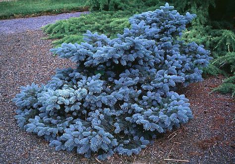 Beechwood Landscape Architecture and Construction: Blue Mist Colorado Spruce, Evergreen Shrub, groundcover, woody plant of The Day House Herb Garden, Georgia Landscaping, Flower Pot Decor, Colorado Spruce, Plant Combos, Evergreen Landscape, Conifers Garden, Picea Pungens, Pot Decor