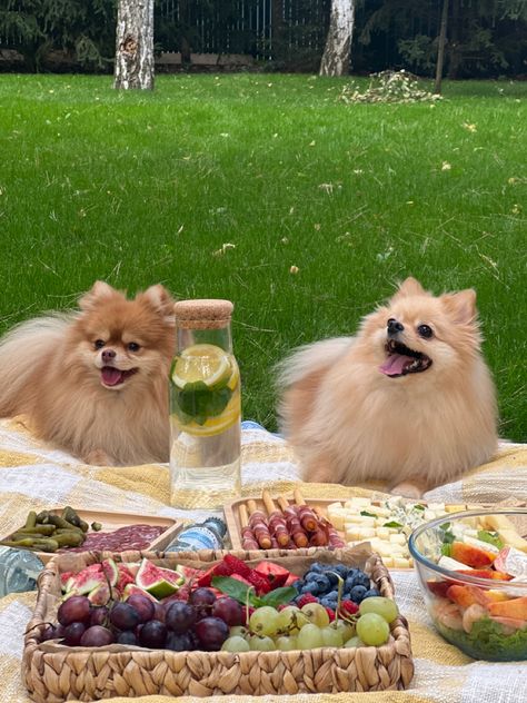 #dog #doglovers #friends #picnic Dog Date Ideas, Picnic With Dog, Dog Date, Dog Picnic, Dog Garden, Garden Picnic, Picnic Date, Animal Crossing Qr, Dog Park