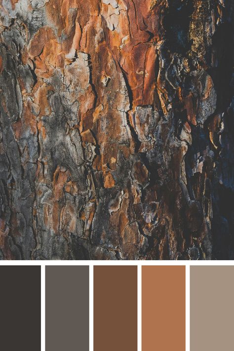 Earth Tone Color Palette of a brown and black tree trunk. It's a striking image with strong textures and contrasts, perfect for inspiring a palette that includes rich browns and deep, dark tones. Brown And Silver Color Palette, Brown Black White Color Palette, Color Palette Brown Earth Tones, Brown And Black Color Palette, Dark Brown Palette, Dark Brown Color Palette, Earth Color Palette, Dark Earth Tones, Bronze Color Palette