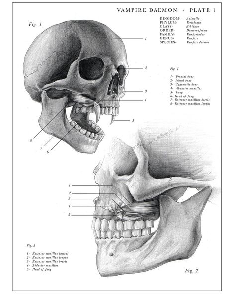 Vampire Anatomy Sketch, Vampire Anatomy Drawing, Vampire Skull Drawing, Vampire Anatomy, Vampire Folklore, Magical Creatures Mythology, Skull Vampire, Vampire Mythology, Anatomy Illustration