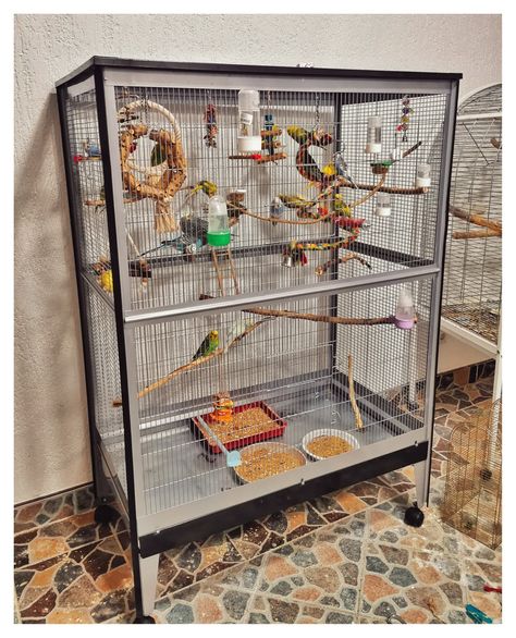 Bird Cage Setup Ideas, Parrot Cage Setup, Budgie Cage Setup, Budgie Names, Alexandrine Parrot, Homemade Bird Toys, Budgie Cage, Diy Bird Cage, Birds Cage