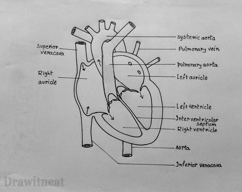 DRAW IT NEAT : How to draw internal structure of Human heart - Easy version Easy Heart Diagram, Respiratory System Drawing Easy, Heart Structure Diagram, Heart Diagram Drawing, Diagram Of Heart, Simple Heart Diagram, Heart Anatomy Drawing, Heart Pencil Drawing, Drawing Biology