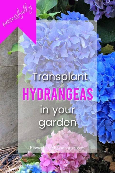 Hydrangeas are a beloved garden shrub and can become quite sizable but what can you do when your hydrangea is not in the right place? Move it! Transplanting hydrangeas can be done with a few simple steps. These tips and tricks will help you relocate that hydrangea and keep it alive too! Transplanting Hydrangeas, Hydrangea Types, Tree Transplanting, Propagating Hydrangeas, Hydrangea Tree, Large Hydrangea, Hydrangea Landscaping, Garden Tips And Tricks, Big Leaf Hydrangea