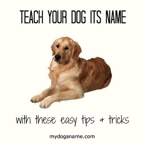 How To Teach A Puppy Its Name, Foods Bad For Dogs, Animal Tips, Dog Medicine, Agility Training For Dogs, Luxury Dog Collars, Cute Dog Collars, Red Bank, Fancy Dog