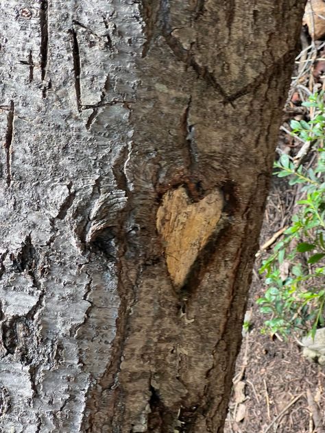 Heart carving | tree | woods | nature Woodcarving Aesthetic, Wood Carving Aesthetic, Tree Carving Initials, Jellicoe Road, Carving Aesthetic, Aesthetic Doctor, Brother From Another Mother, Wood Bark, Tree Carving