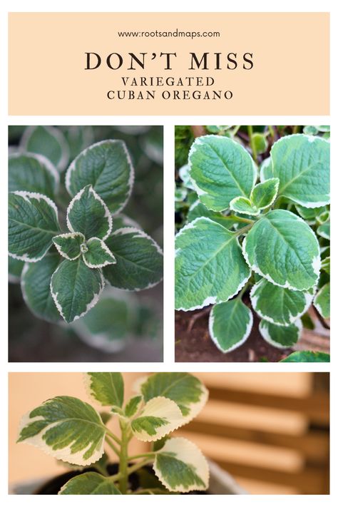 You will find the variegated version of Cuban Oregano to be pretty, practical, and tasty in the kitchen! Certainly, a beautiful plant; it is an herb in the Lamiaceae family, (that’s mint) so expect it to be fuzzy-leafed, aromatic, and semi-succulent. The plant is perennial in zones 10-11; treat it as an annual in colder climates with the bonus that it is shamefully easy to grow from cuttings to use indoors all winter. Oregano Garden, Lamiaceae Family, Grow From Cuttings, Cuban Oregano, Botanical Names, Oregano Plant, Plant Study, Garden Herbs, Tropical Gardens