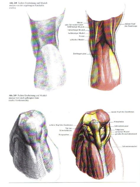 Knee Drawing Reference, Knee Drawing, Gottfried Bammes, Leg Anatomy, Human Anatomy Reference, Human Anatomy For Artists, Anatomy Bones, Gross Anatomy, Drawing Legs