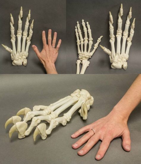 Aesthetic Sharer on Twitter: "People compared with tiger paw https://t.co/yZig8xjDLf" Paw Hand, Skeleton Anatomy, Cat Anatomy, Animal Skeletons, Tiger Paw, Animal Study, Animal Bones, Tiger Design, Tiger Tattoo