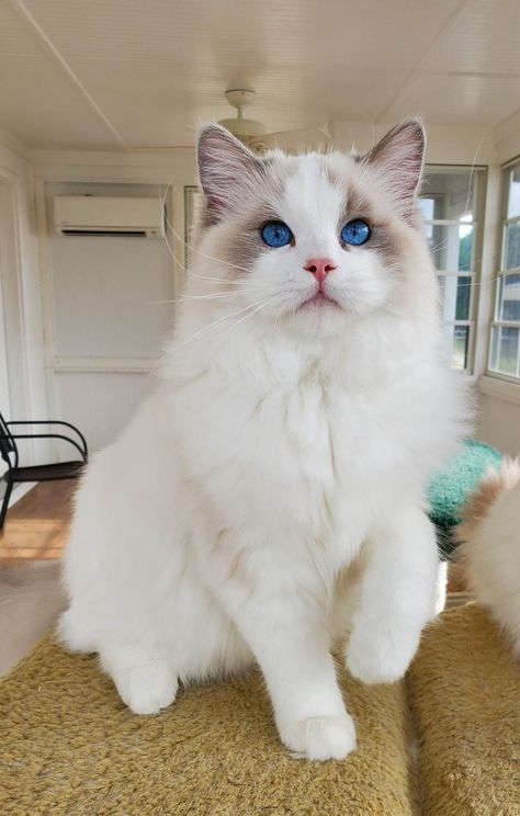 Lilac Ragdoll Cat, Ragdoll Kitten Aesthetic, Brown Ragdoll Cat, Ragdoll Cat Aesthetic, Ragdolls Cats, Ragdoll Cats For Sale, White Ragdoll Cat, Kittens For Sale Near Me, Cat Ragdoll