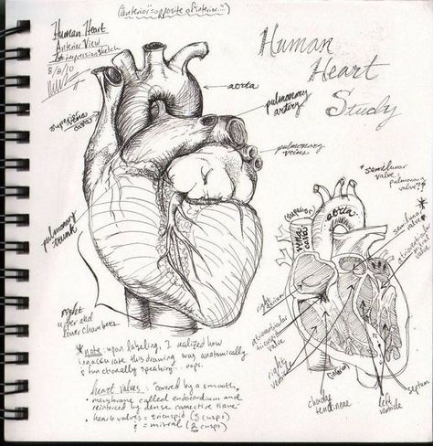 Drawing Ideas Doctor, Anatomical Drawings Medical, Medical Drawings Sketches, Anatomy Sketches Study, Complicated Drawings, Heart Anatomy Drawing, Anatomical Sketches, Medical Physics, Heart Sketches