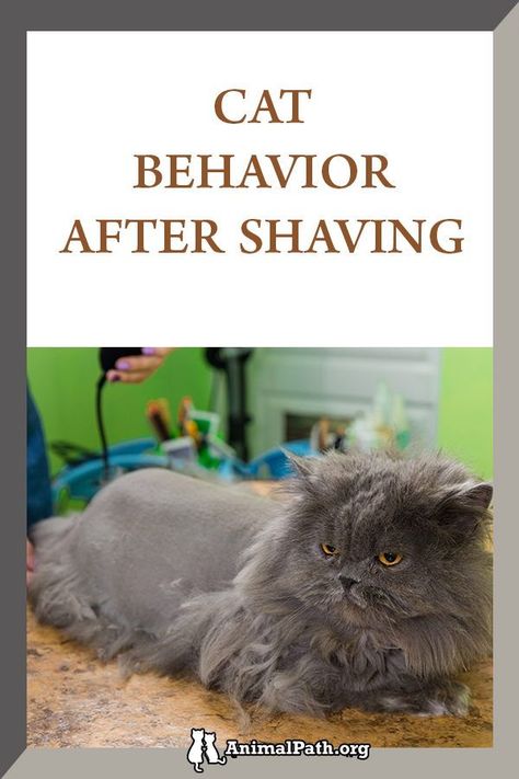 Find out some behaviors your cat may show after shaving. Cat Shave Ideas, Shaved Cats Ideas, How To Shave My Cat, Shaved Cat, Cats Grooming, Senior Cat Care, Cat Body, Cat Info, Long Haired Cats