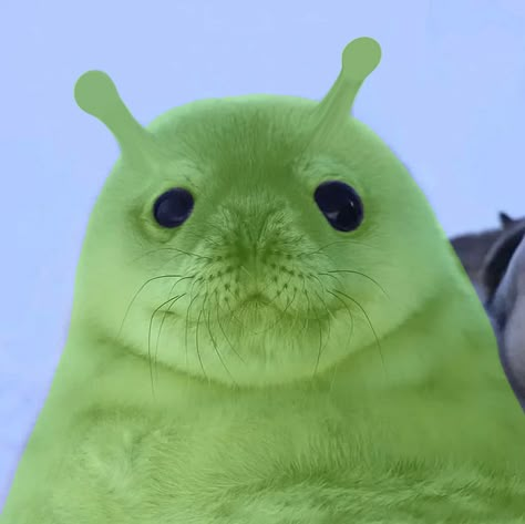 🦭。ー.’🌿 Seal Pfp Icon, Alien Seal, Alien Creatures Animals, Seals Aesthetic, Cute Seal Photos, Silly Seal Pictures, Gleep Glorp, Funny Seals, Silly Alien