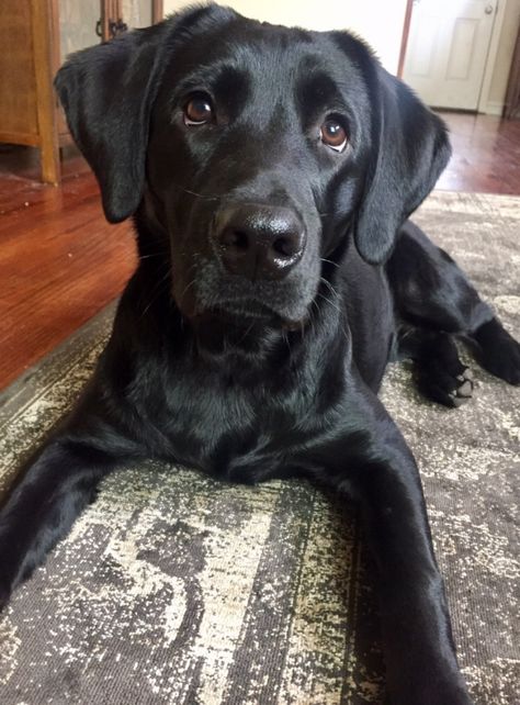 Labrador Nero, Black Labrador Puppy, Labrador Noir, Black Labs Dogs, Black Labrador Retriever, Black Lab Puppies, Lab Dogs, Lab Puppies, Labrador Puppy