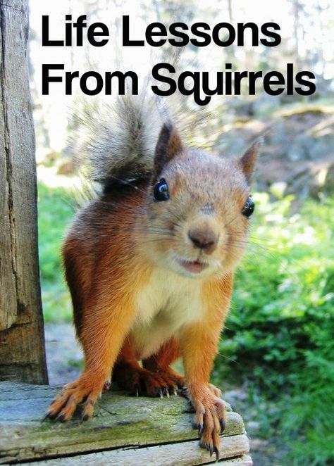 What Squirrels Can Teach Us About Being Human Squirrel Sayings Funny, Funny Squirrel Quotes, Squirrel Sayings, Squirrel Quotes, Squirrel Quote, Squirrels Funny, Squirrel Photography, Squirrel Humor, Squirrel Memes