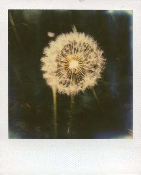 Polaroid Flower Pictures, Flower Polaroid, Black And White Polaroid, Flowers Polaroid, Dandelions Flower, Dandelion Photo, فن الرسم بالمسامير, Polaroid Aesthetic, Polaroid Picture