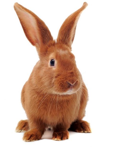 Fauve de Bourgogne Rabbits have a lovely orange-red coat. Young Rabbit, Red Rabbit, Rabbit Breeds, Long Red Hair, Pretty Animals, Red Coat, Vintage Easter, Family Pet, Orange Red