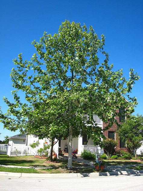 Mexican Sycamore- the winner for our backyard! Excited it's such a gorgeous tree. Front Yard Tree Landscaping, Tree Front Yard, Front Yard Trees, Yard Trees, Native Landscaping, Beautiful Pictures Of Nature, Trees For Front Yard, Walk In The Forest, Lawn Ideas