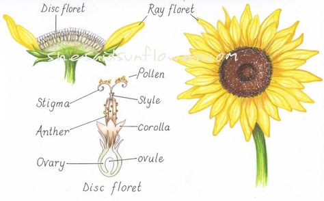 Sunflower Seedlings, Common Sunflower, Symbolism Art, Kansas Day, Sunflower Leaves, Growing Sunflowers, Botanical Sketchbook, Earwigs, Planting Sunflowers