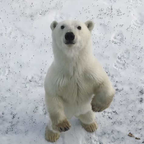 Silly Polar Bear, Baby Polar Bear, Bear Pfp, Polar Bears, Polar Bear Funny, Polar Bear Plush, White Polar Bear, Big Puppies, Ice Bears