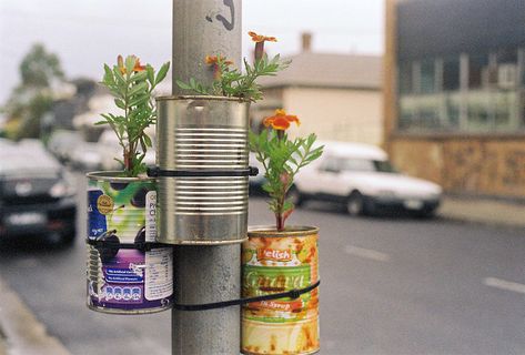 lamp post somewhere in Australia: guerrilla gardening. Photo by Victoria Hannan. http://lost.net.au/vic/page/19/ [Please keep photo credit and original link if reusing or repinning. Thanks!] Guerrilla Gardening, Garden Interior, Plants Growing, Urban Gardening, Tin Cans, Design Garden, Garden Designs, Community Gardening, Urban Farming