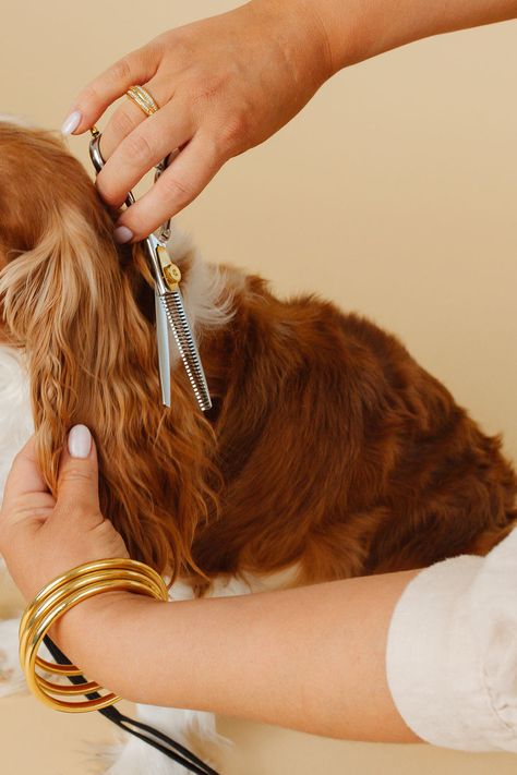 Ultimate Dog Grooming Course for Pup Parents I was dying to know, how does my groomer untangle the mats? How does he give her a bath, what products is he using that makes her coat so smooth?  What about my dogs nails? How does that doodles face look so cute, how did they trim it?   I want my dog to always look that ama Pet Grooming Advertising, Dogs Nails, Groom Pics, Pet Grooming Salon, Pet Branding, Groom Photoshoot, Dog Grooming Salons, Photos With Dog, Graphic Design Marketing