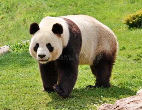 Giant panda. Looking at camera , #AD, #Giant, #panda, #camera #ad Panda Sketch, Panda Habitat, Panda Facts, Wild Panda, Big Panda, Animal Flashcards, National Animal, List Of Animals, Giant Panda