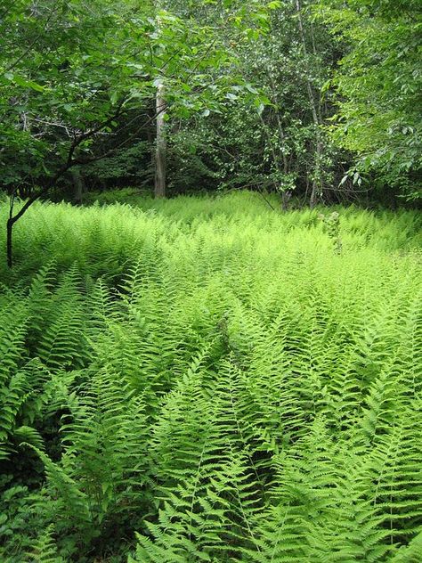 Country Garden Design, Shade Gardening, Woodland Gardens, Ferns Garden, Forest Cottage, Jack In The Pulpit, Plant Seedlings, Garden Shrubs, Wildflower Garden