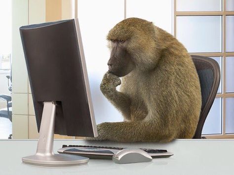 Monkey Pictures, Online Training Courses, Reaction Images, Primates, Training Courses, Online Training, Reaction Pics, Monkeys, Reaction Pictures