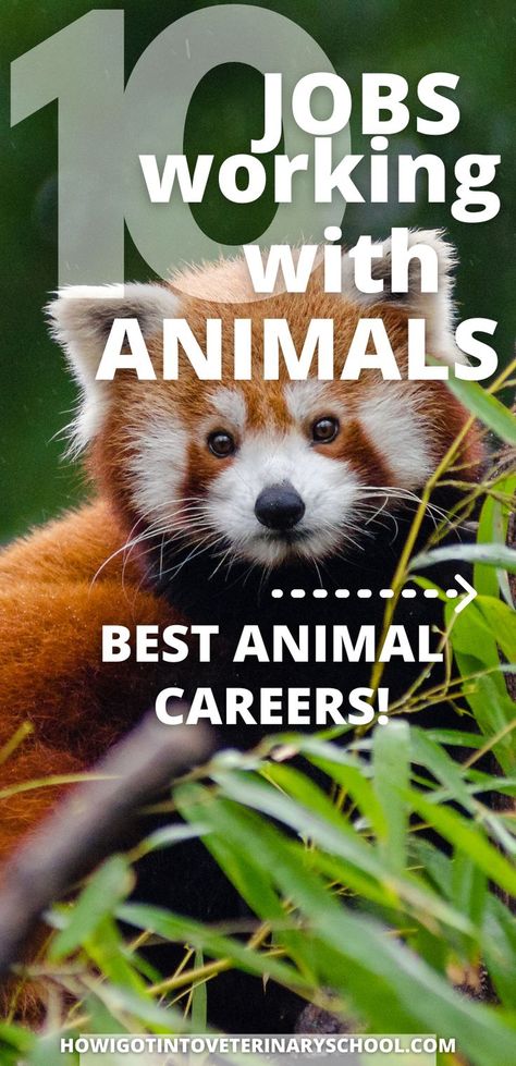 10 Jobs Working with Animals Animal Careers, Jobs With Animals, Animal Jobs, Volunteering With Animals, Working With Animals, Punk Lifestyle, Solar Punk, Pet Grooming Salon, Detection Dogs