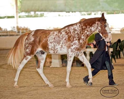 Horse Walking Reference, Sabino Horse, Gaited Horses, Tennessee Walker, Horse Markings, Horse Coat Colors, Horse For Sale, Tennessee Walking Horse, Horse Coats