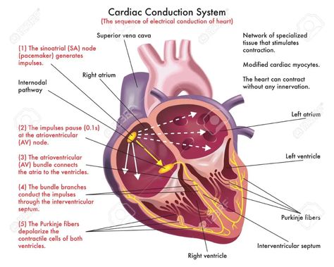 The Heart Diagram, Cardiology Nursing, Heart Diagram, Basic Anatomy And Physiology, Cardiac Nursing, Study Break, Electrical Diagram, Medical School Studying, Medical Coding