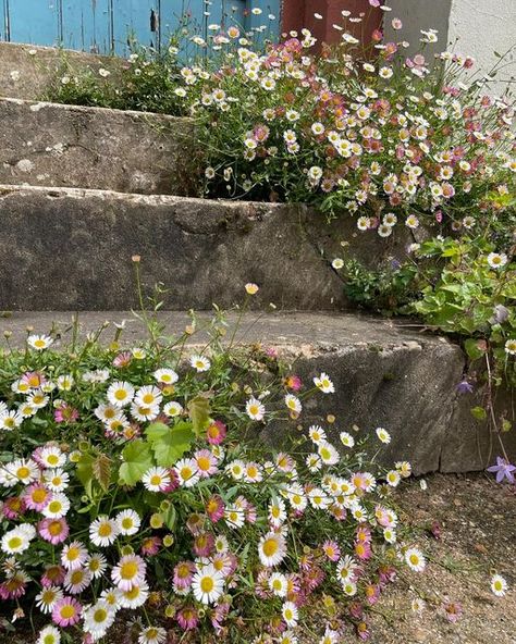 Nooks And Crannies, Summer Flowering Bulbs, Garden Privacy, Flower Inspiration, Pink And White Flowers, Hardy Perennials, Garden Borders, Courtyard Garden, Flower Farm