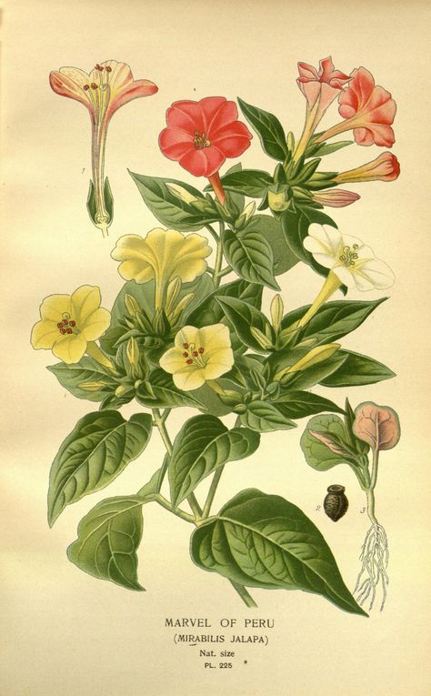 https://flic.kr/p/h99HXG | n227_w1150 | Favourite flowers of garden and greenhouse /. London and New York :Frederick Warne & co.,1896-97.. biodiversitylibrary.org/page/36399023 Mirabilis Jalapa, Contemporary Botanical Art, Botanical Sketchbook, Clock Flower, Antique Botanical Print, Missouri Botanical Garden, Favourite Flowers, Vintage Botanical Prints, Botanical Painting