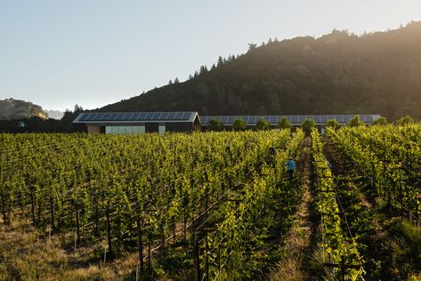 Silver Oak, Building Plan, Industrial Farmhouse, Tasting Room, Architecture Photo, Wine Cellar, Architecture Building, Open Space, The Locals