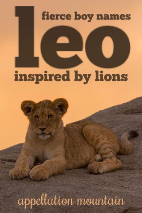 All the best lion-inspired #boynames. #babynames #namingbaby #appellationmountain Leona Name Meaning, Male Names That Mean Sun, Lion Dream Meaning, Lion Meaning, Facts About Lions, Boy Name Meanings, Roman Names, Spanish Names, Warrior King