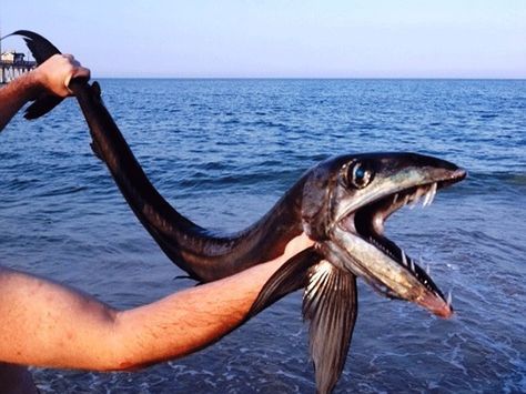 Rare, fanged lancet fish discovered along NC beach: What was the deep-sea monster doing there? Lancet fish have extremely large mouths, and razor-sharp teeth. These open-water animals can grow over six feet in length. Very little is known about this elusive species, but they are similar to yellowfin tuna and swordfish in many aspects. Chat Sphynx, Nc Beaches, Creature Marine, North Carolina Coast, North Carolina Beaches, Fauna Marina, Deep Sea Creatures, Water Animals, Beach Pics