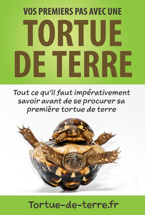 Quelles sont les conditions idéales d’hibernation de la tortue Hermann ? – Tortue de terre Mason Jar Terrarium, Water Terrarium, Gecko Terrarium, Bottle Terrarium, Tortoise Enclosure, Terrarium Centerpiece, Cactus Terrarium, Diy Succulent Terrarium, Fish Tank Terrarium