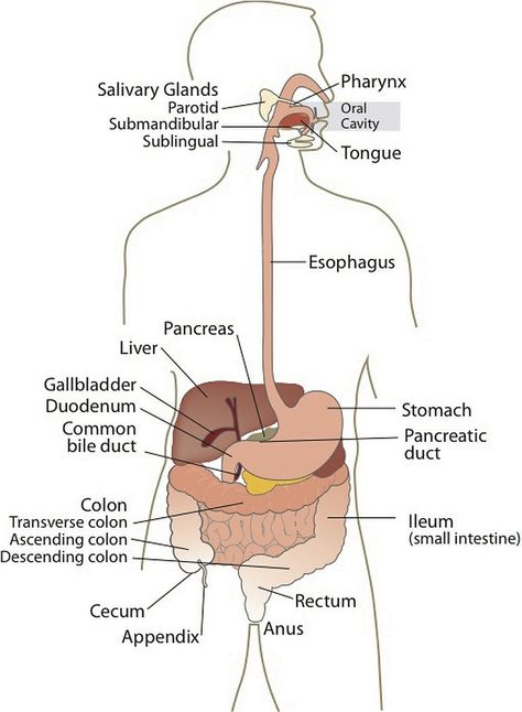 Human Digestive System Diagram, Digestion Diagram, Teaching Body Systems, Body Organs Diagram, Digestive System For Kids, Digestive System Diagram, Digestive System Worksheet, Digestive System Anatomy, Smooth Muscle Tissue