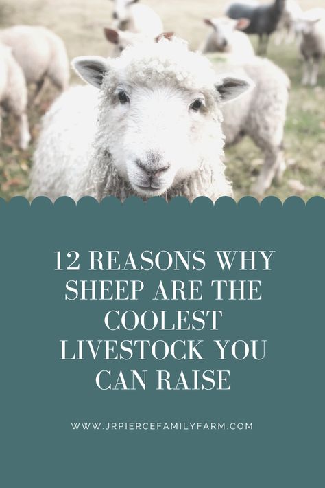 Baby Doll Sheep, Facts About Sheep, Sheep Shelter, Mini Homestead, Raising Sheep, Homesteading Diy Projects, Farming Animals, Sheep Farming, Homestead Layout