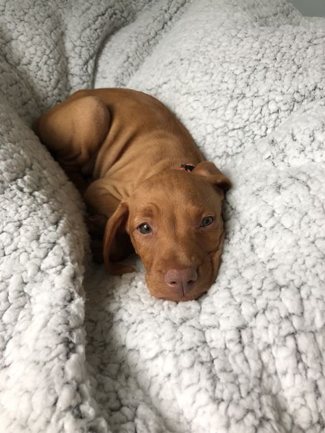 Vizsla Aesthetic, Puppy Dog Pictures, Vizsla Dog, Vizsla Dogs, Cute Animals Puppies, Vizsla Puppy, Vizsla Puppies, Cute Dogs And Puppies, Cute Animal Photos