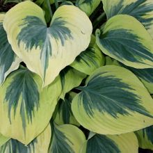 Hosta Liberty, Hosta Landscaping, Dry Shade Plants, Pine Garden, Plantain Lily, Hosta Varieties, Shade Garden Plants, Hosta Gardens, Hosta Plants