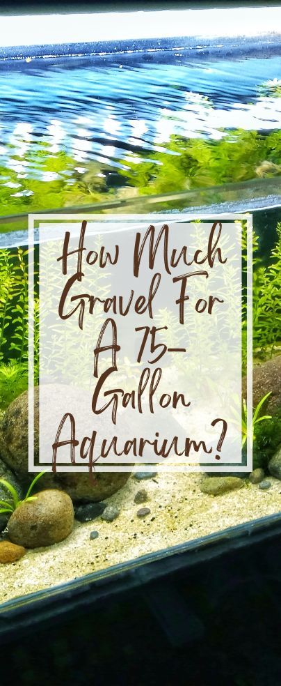 If you are preparing your new fish tank, you will want to know how much gravel you need for a 75-gallon aquarium. Gravel is a popular substrate for aquariums as it is easy to care for and is often an affordable choice. You want to make sure you get the right amount to create a healthy environment in your fish tank. 75 Gallon Aquarium, Fish Tank Gravel, Saltwater Aquarium Fish, Fish Tank Design, Aquarium Gravel, Rock River, Aquarium Setup, Saltwater Tank, Aquarium Design