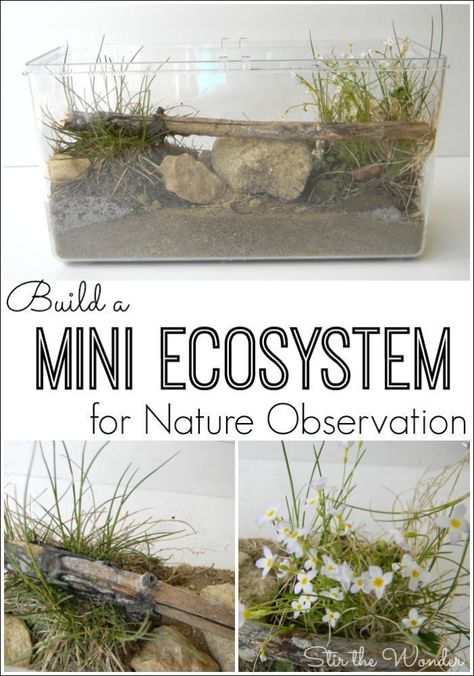 Build a Mini Ecosystem and allow your kids to safely observes and learn about bugs, reptiles and amphibians found in nature! Mini Ecosystem, Nature Observation, Homeschool Nature Study, Nature Hunt, Eco System, Nature School, Outdoor Education, Theme Nature, Environmental Education