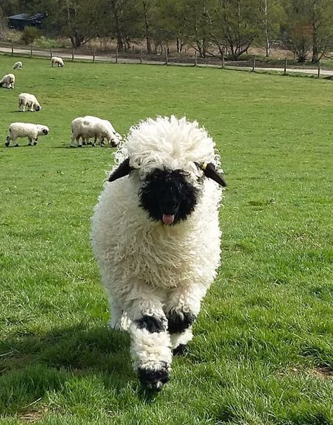 Valais Blacknose Sheep from the Valais region of Switzerland Valois Blacknose Sheep, Blacknose Sheep, Valais Blacknose, Sheep Cute, Valais Blacknose Sheep, Black Nose, Bongos, Barnyard Animals, Cute Sheep