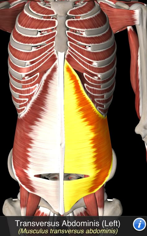 Musculus Transversus Abdominis Transversus Abdominis, Muscles Anatomy, Healing Diastasis Recti, Human Muscle Anatomy, Mummy Tummy, Muscle Anatomy, Diastasis Recti, Anatomy Physiology, Beautiful Objects