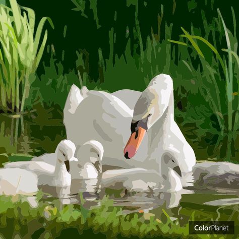 Coloring Duck family pictures with game oil painting colorplanet Oil Painting App, Swan Family, Duck Family, Oil Painting Supplies, Painting Video, Duck Art, Car Illustration, Digital Art Illustration, Painting Videos