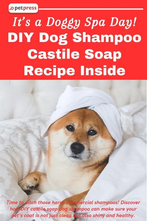 Looking for a natural, wallet-friendly solution for your dog's bath time? 🛁 Discover our DIY dog shampoo recipe using castile soap. It’s easy to make, gentle on your pet's skin, and cost-effective! Ditch the store-bought dog shampoos laden with harsh chemicals and give your pet the pampering they deserve with this simple DIY solution. It's perfect for all breeds and sizes. 🐾 #DIYDogCare #CastileSoapDogShampoo #NaturalPetCare Diy Dog Shampoo For Itchy Skin, Dog Shampoo Homemade, Flea Shampoo For Dogs, Dog Shampoo Recipe, Castile Soap Recipes, Diy Dog Shampoo, Homemade Dog Shampoo, Natural Dog Shampoo, Dog Soap